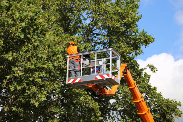 Best Tree Removal Services  in Anoka, MN